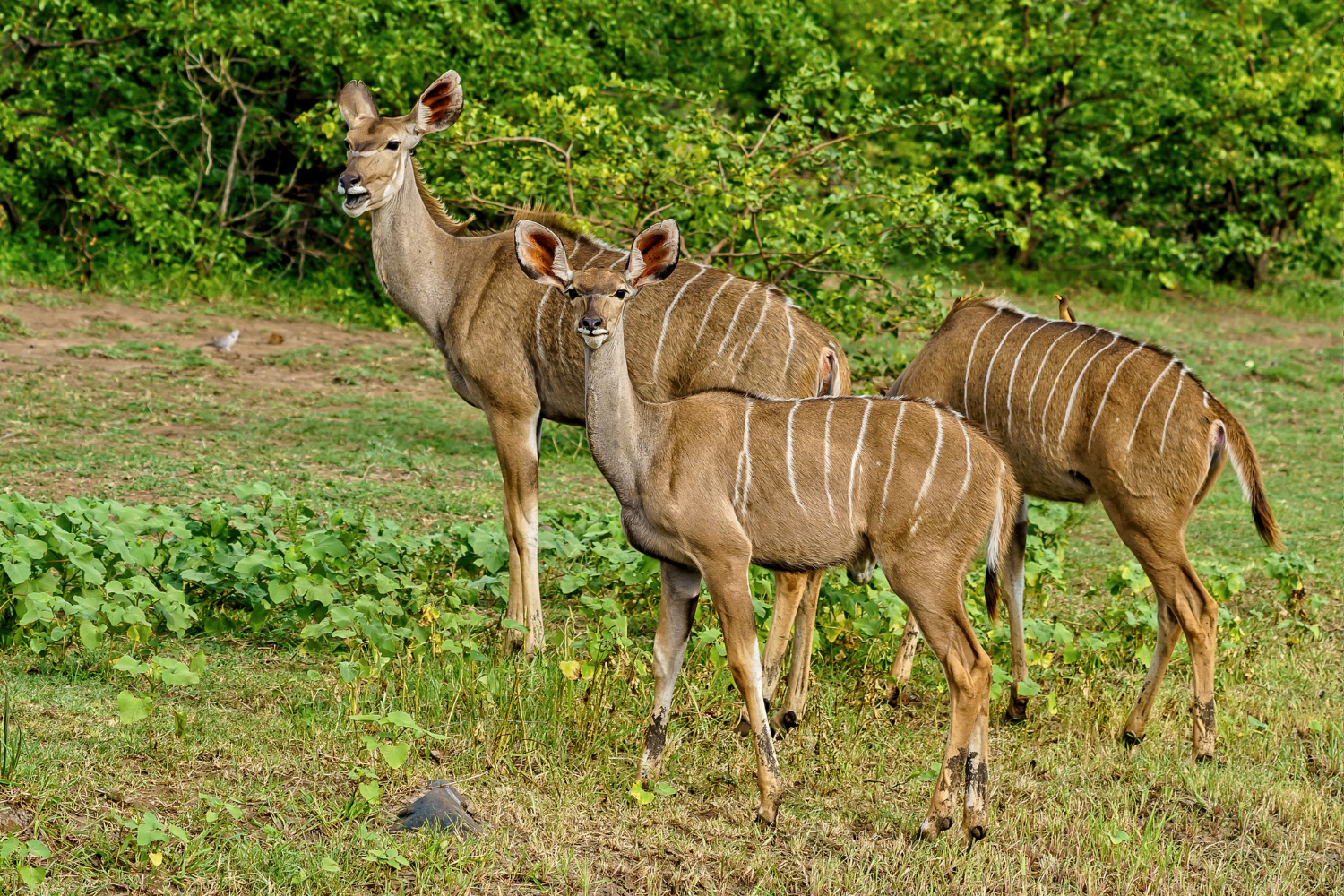 Kenya (Wildlife Safari) – 5 Nights / 6 Days