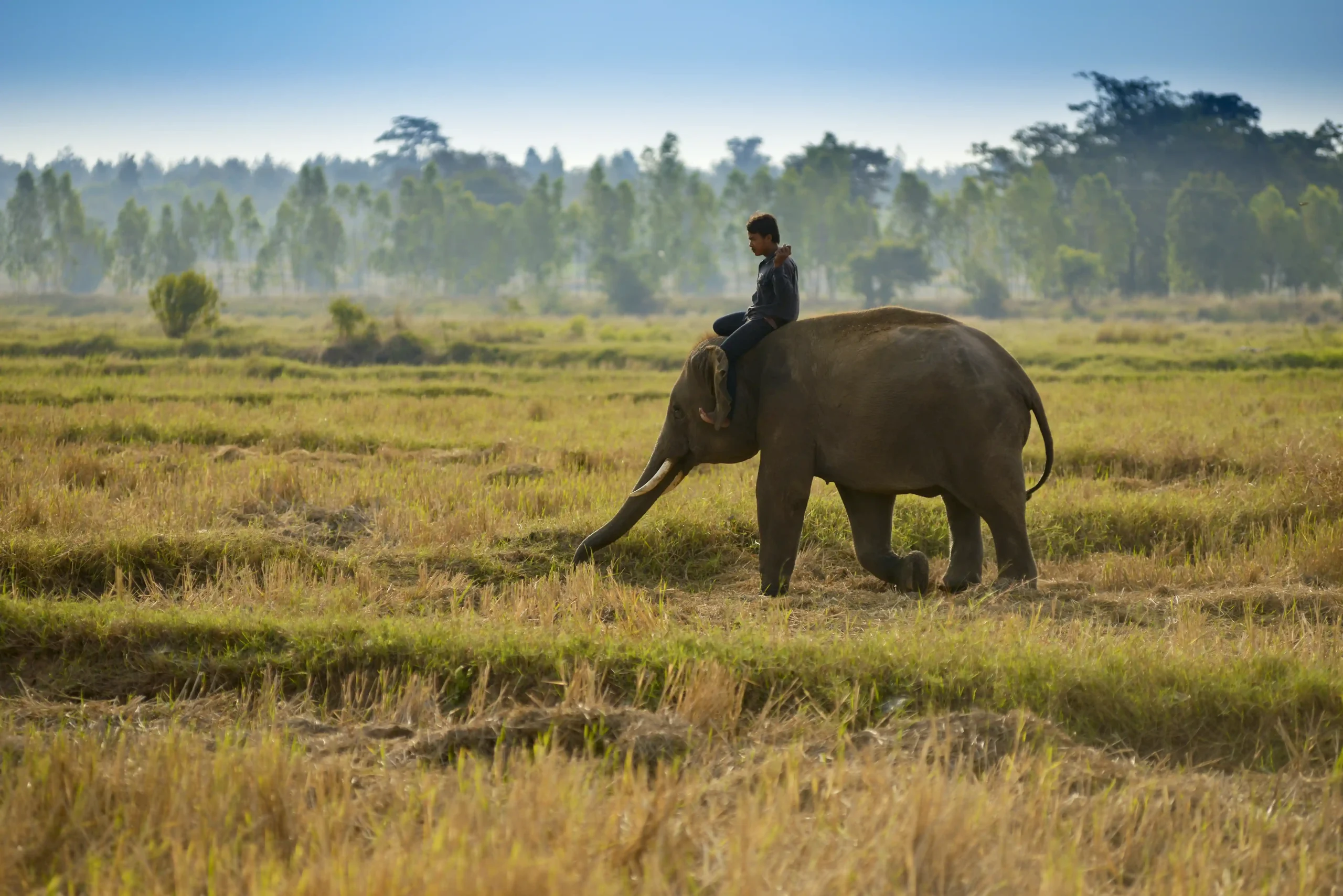 South Africa (Cape Town & Safari) – Premium Escape (5 Nights / 6 Days)
